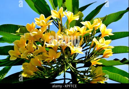 Eine schöne Spray von Weißen und Gelben frangipani oder plumeria Blumen mit sattgrüne Blätter Schuß gegen den tiefblauen Himmel Stockfoto