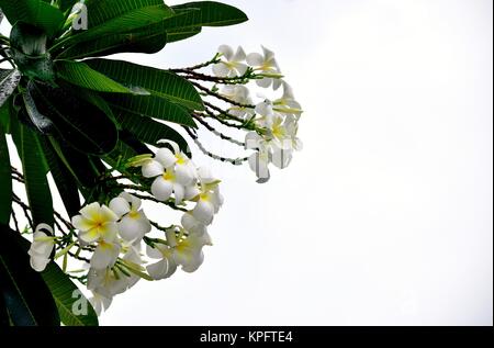 Eine schöne Spray von Weißen und Gelben oder plumeria frangipani Blüten mit üppigen grünen Blätter gegen eine weiße Wand geschossen Stockfoto