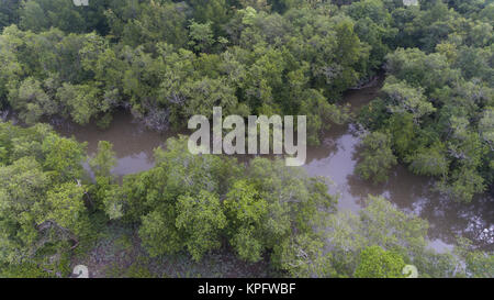 Antenne Mangrovenwälder und Kanal Stockfoto