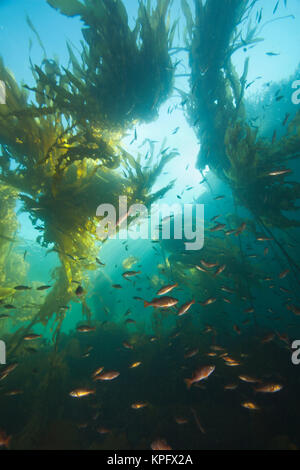 Juvenile Kupfer Rockfish versteckt unter, Giant kelp (Macrocystis integrefolia), Browning Passage, Tauchen, nördlichen Vancouver Island, British Columbia, Kanada Stockfoto