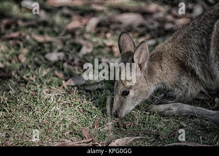 In Australien natuarl Park in der Nähe von Kangaroo in der Nähe von Bush Stockfoto