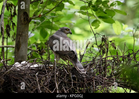 Eurasischen Sperber (Accipiter nisus), erwachsene Frau, an seinem Nest mit frisch geschlüpften Küken thront, drehte sich um und beobachtete, Wildlife, Europa. Stockfoto