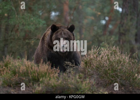 Europäische Braunbär (Ursus arctos), kräftig und mächtig nach und stand am Rand eines Borealer Wald, auf einer Waldlichtung, Verdächtig, Europa. Stockfoto