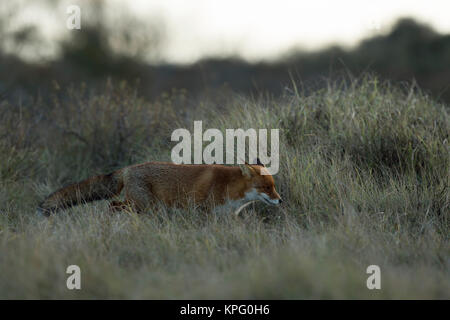 Red Fox/Rotfuchs (Vulpes vulpes) Jagd im Grasland, spät am Abend, in der Nacht, in der Dämmerung, geheimnisvoll, voller Körper, Seitenansicht, Wildlife, Europa Stockfoto
