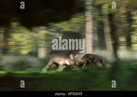 Damwild (Dama Dama) kämpfen, in harten Kämpfen, Verriegelung Hörner während der Brunftzeit, mitten im Wald, in der Bewegung, Dynamik, verwischt, Europa. Stockfoto