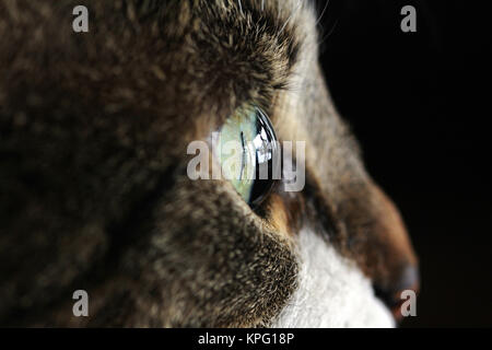 Seitliche Nahaufnahme eines Katzenauges Stockfoto