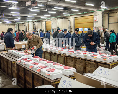 Tokyo, Japan - 20. Februar 2014 - Thunfisch Tester prüfen die Qualität der Fische in der Tsukiji Markt, Tokio, Japan Stockfoto