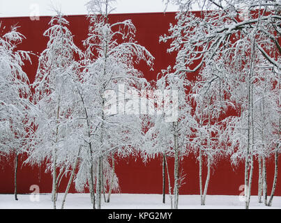 Verschneite, weiße Birken-Essays vor einer leuchtend roten Wand, Betula Stockfoto