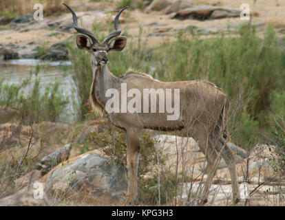 Krüger-Nationalpark, männliche Kudu, Tragelaphus strepsiceros Stockfoto