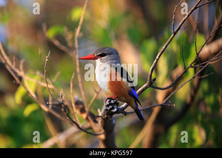 Grey-headed Eisvogel Stockfoto