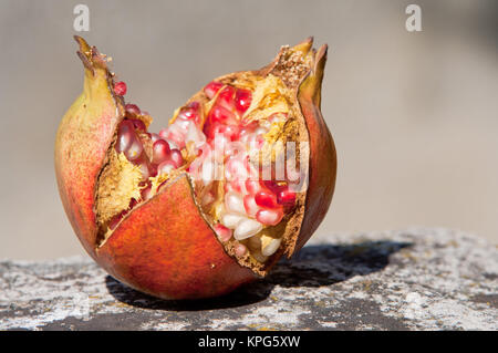 Reifer Granatapfel auf homogenen Hintergrund isoliert Stockfoto