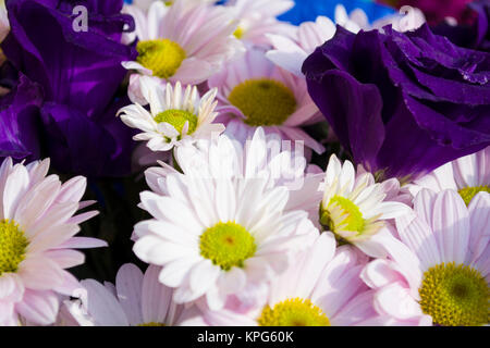 Nahaufnahme der einen bunten Strauß mit weißen Gerbera und lila Rosen Stockfoto