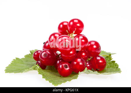 Zweig der roten Johannisbeere auf Grün leves auf weißem Hintergrund Stockfoto