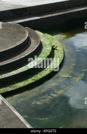 Nahaufnahme von Algen auf den Stufen des Gezeiten-Pools in Gonubie, East London Stockfoto