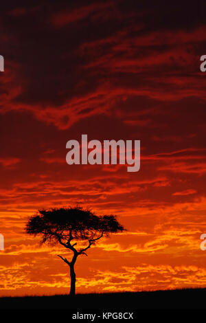 Regenschirm Thorn Akazie, Acacia tortilis, bei Sonnenaufgang Silhouette, Masai Mara, Kenia Stockfoto