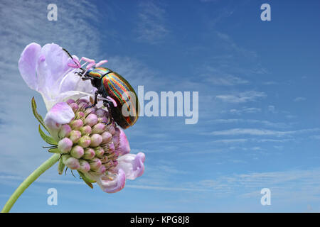 Regenbogenblattkäfer (Chrysolina cerealis) auf Taubenskabiose (Scabiosa columbaria) Stockfoto