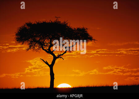 Regenschirm Thorn Akazie, Acacia tortilis, bei Sonnenaufgang Silhouette, Masai Mara, Kenia Stockfoto