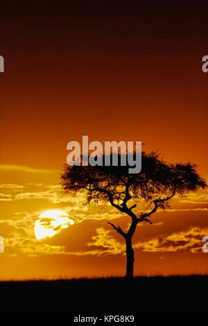 Regenschirm Thorn Akazie, Acacia tortilis, bei Sonnenaufgang Silhouette, Masai Mara, Kenia Stockfoto