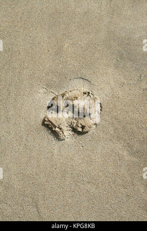 Einzelne Pfotenabdruck im Sand am Strand von Gonubie, East London Stockfoto