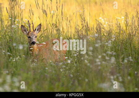 Buck Hirsche in freier Wildbahn Stockfoto