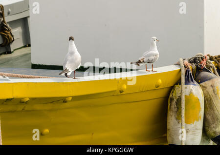 Die beiden Möwen Stockfoto