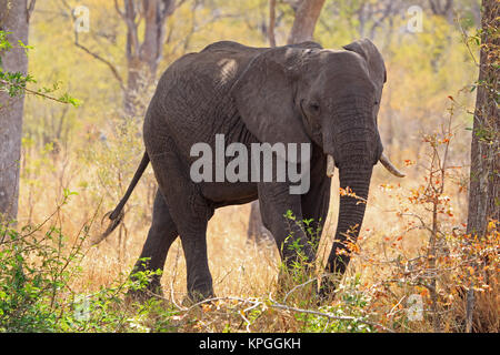 Elefant im Krüger Nationalpark in Südafrika Stockfoto
