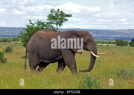 Elefant im Krüger Nationalpark in Südafrika Stockfoto