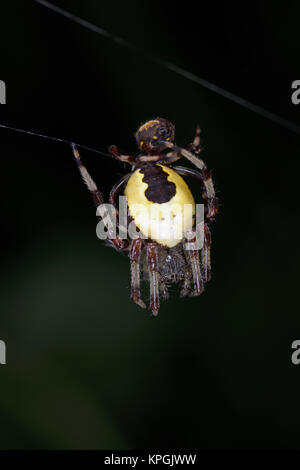 Marmorierte Orb Weaver Spider (Araneus Marmoreus) Paar Paaren auf Web, Monmouth, Wales, September Stockfoto