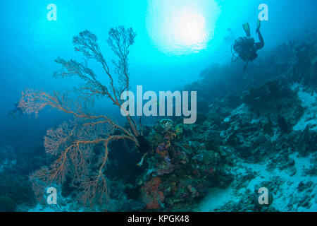 Model Released Taucher im Tukang Besi Marine erhalten, unberührten Riffe in der Nähe von Wakatobi Diver Resort, South Sulaweso, Indonesien, S.E. Asien Stockfoto