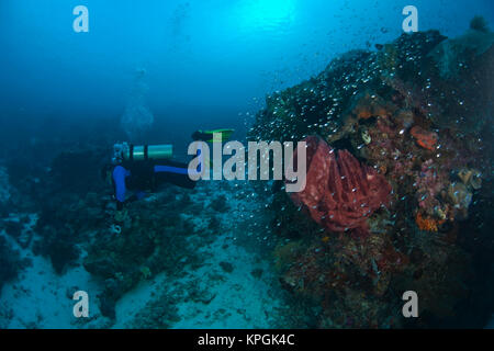 Model Released Taucher im Tukang Besi Marine erhalten, unberührten Riffe in der Nähe von Wakatobi Diver Resort, South Sulaweso, Indonesien, S.E. Asien Stockfoto