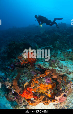 Model Released Taucher im Tukang Besi Marine erhalten, unberührten Riffe in der Nähe von Wakatobi Diver Resort, South Sulaweso, Indonesien, S.E. Asien Stockfoto