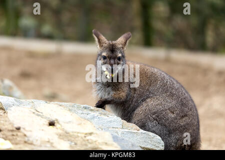 Nahaufnahme einer Rot-necked Wallaby Stockfoto