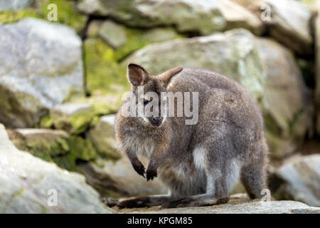 Nahaufnahme einer Rot-necked Wallaby Stockfoto