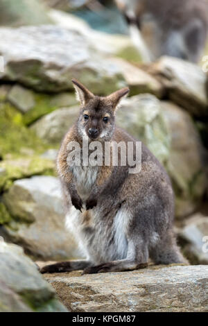 Nahaufnahme einer Rot-necked Wallaby Stockfoto