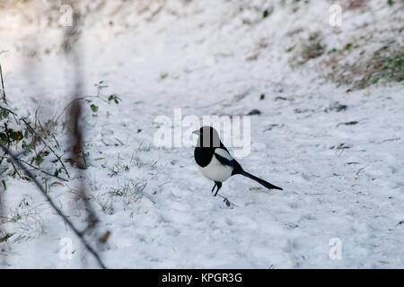 Magpie nach Essen suchen im Schnee im Phoenix Park in Dublin an einem wunderschönen Wintermorgen am ersten Tag des Neuen Jahres 2010 Stockfoto