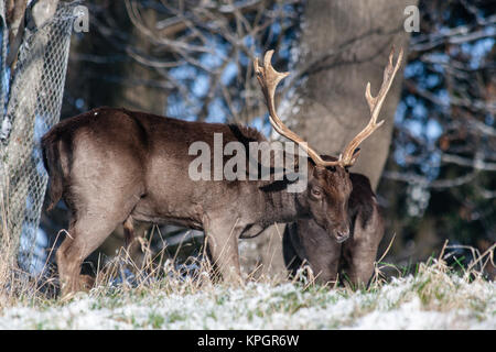 Damwild Beweidung im Phoenix Park in Dublin an einem schönen verschneiten Wintermorgen am ersten Tag des Neuen Jahres 2010 Stockfoto