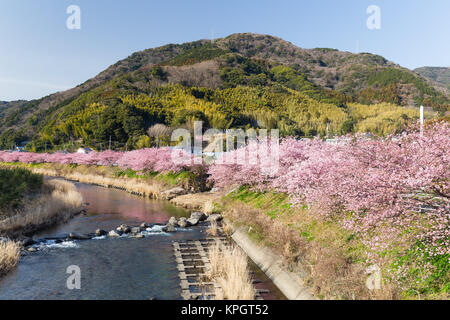 Sakura in kawazu Stadt Stockfoto