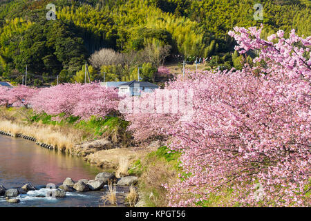 Sakura Blume in kawazu Stadt Stockfoto