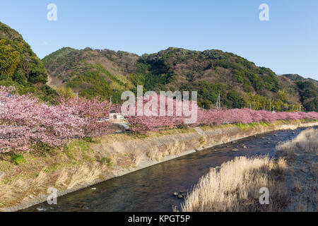 Kirschbaum und Fluss in kawazu Stockfoto