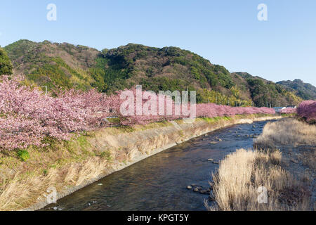 Kirschbaum und Fluss in kawazu Stadt Stockfoto