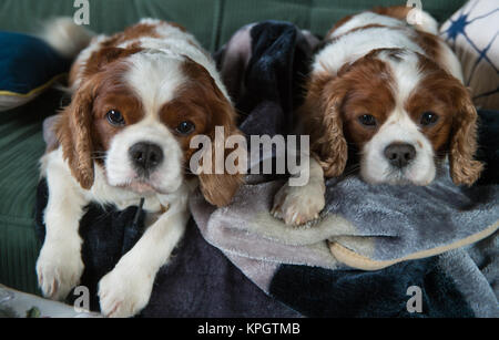 Cavalier King Charles Spaniel hunde posieren. Stockfoto
