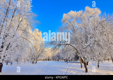 Schönheit der winterlichen Landschaft in Snowy Park am sonnigen Tag. Wunderland mit weißen Schnee und Raureif bedeckt Bäume und Sträucher im Sonnenlicht - schöne Winte Stockfoto