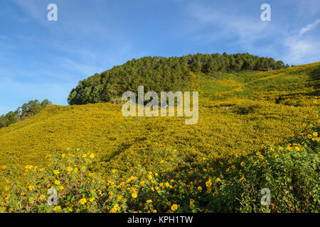 Wilde Mexikanische Sonnenblume blüht Moutain in Meahongson, Thailand Stockfoto