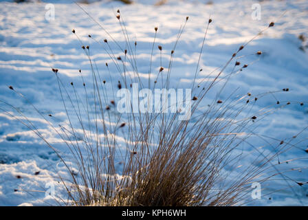 In der Nähe von empfindlichen wildes Gras mit Schnee im Hintergrund Stockfoto