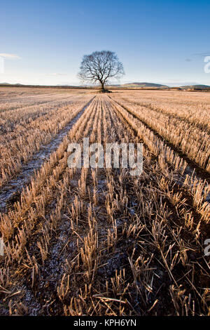 Einsamer Baum in einem Feld von Gerste Stoppeln im späten Winter Sonne mit blauem Himmel und Schnee. Stockfoto