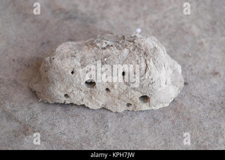 Nester der Ton Zugehörigkeit Wespe Stockfoto