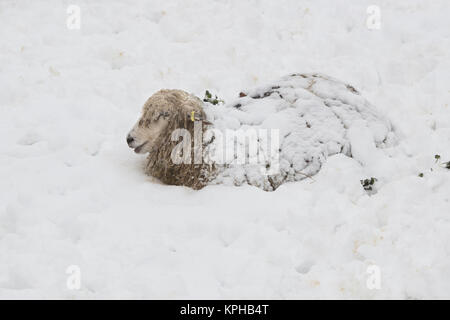 Cotswold Lion Schafe abgedeckt und setzte sich in den Schnee im Winter in der Landschaft von Cotswold. Upper Slaughter, Cotswolds, Gloucestershire, England Stockfoto