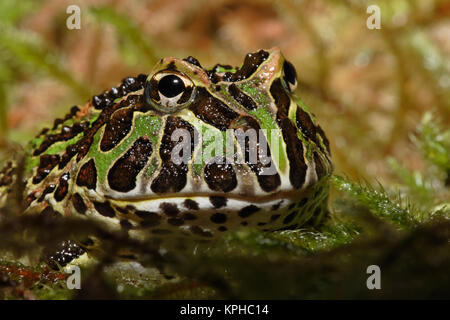 Pacman Frog, Ceratophrys cranwelli oder Südamerikanischen Horned Frog. (Captive) Stockfoto