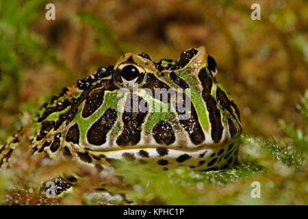 Pacman Frog, Ceratophrys cranwelli oder Südamerikanischen Horned Frog. (Captive) Stockfoto