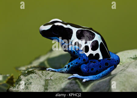 Färben Dart Frog (Dendrobates tinctorius oyapok) Stockfoto